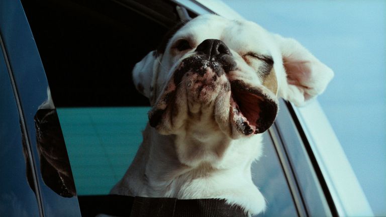 VW 'Dogs' | Commercials | Major Tom